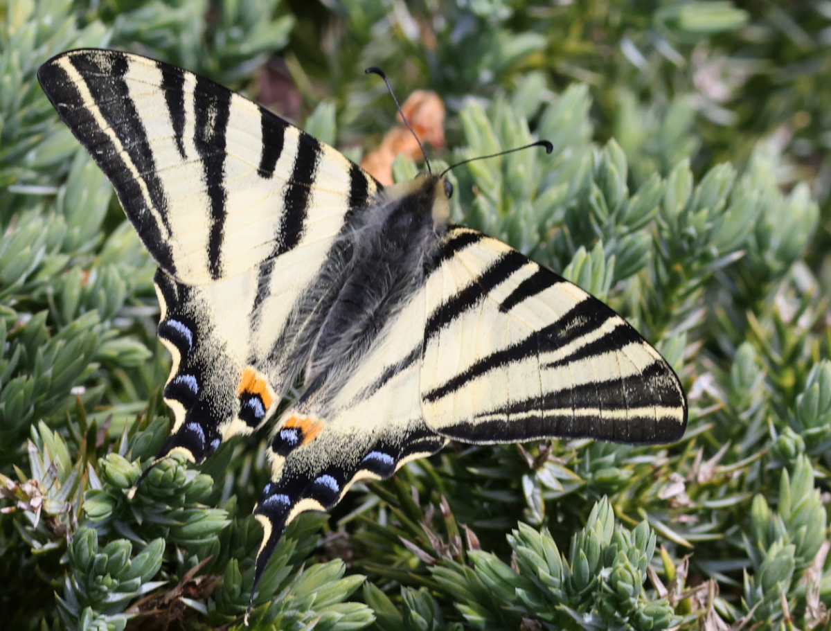 Iphiclides podalirius