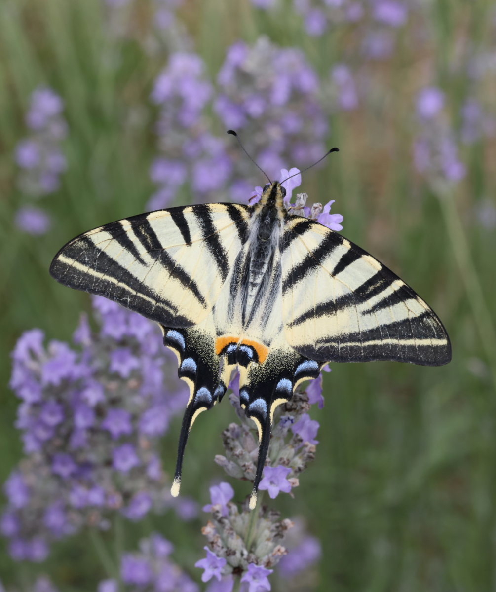 Iphiclides podalirius