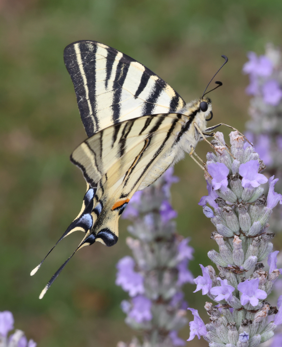Iphiclides podalirius