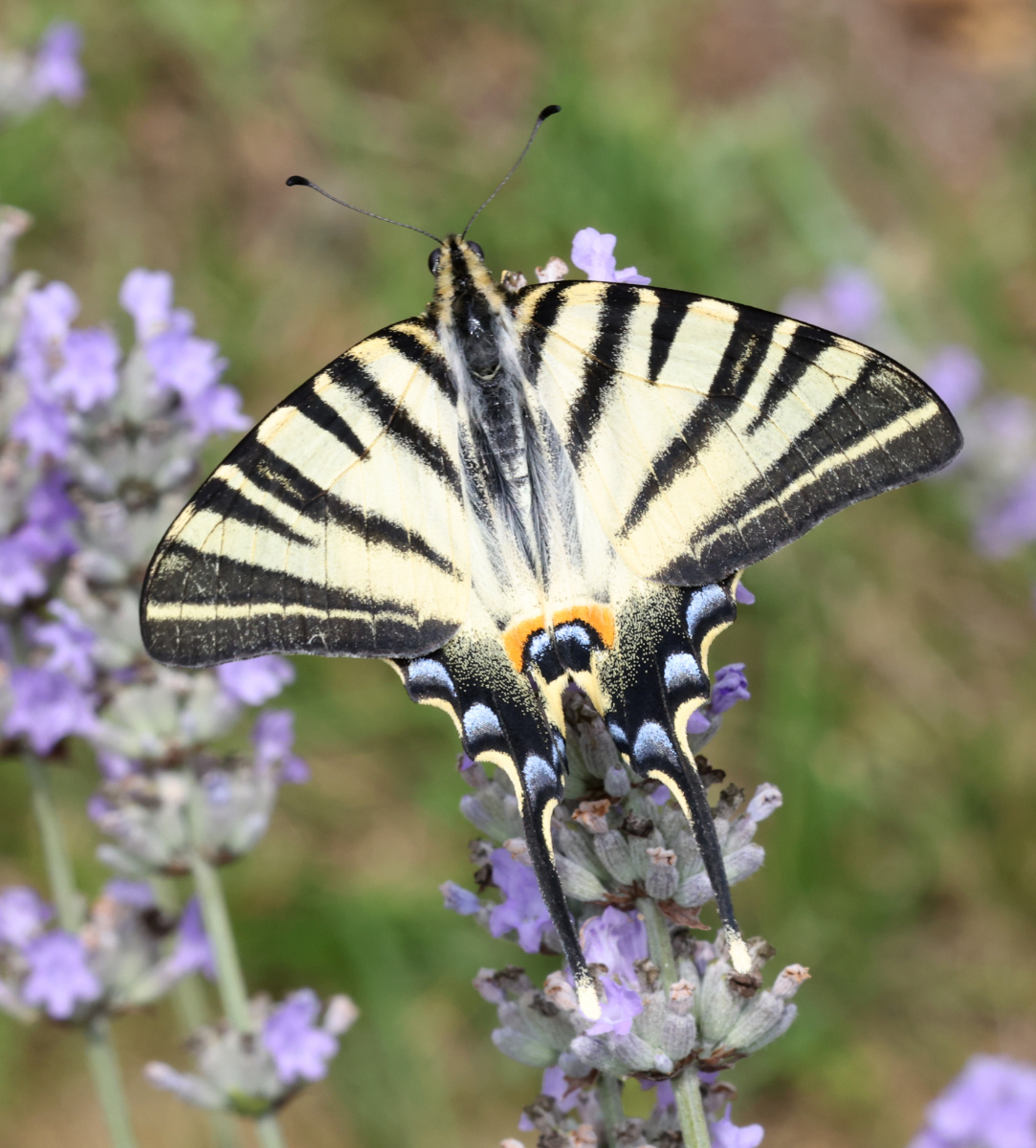 Iphiclides podalirius