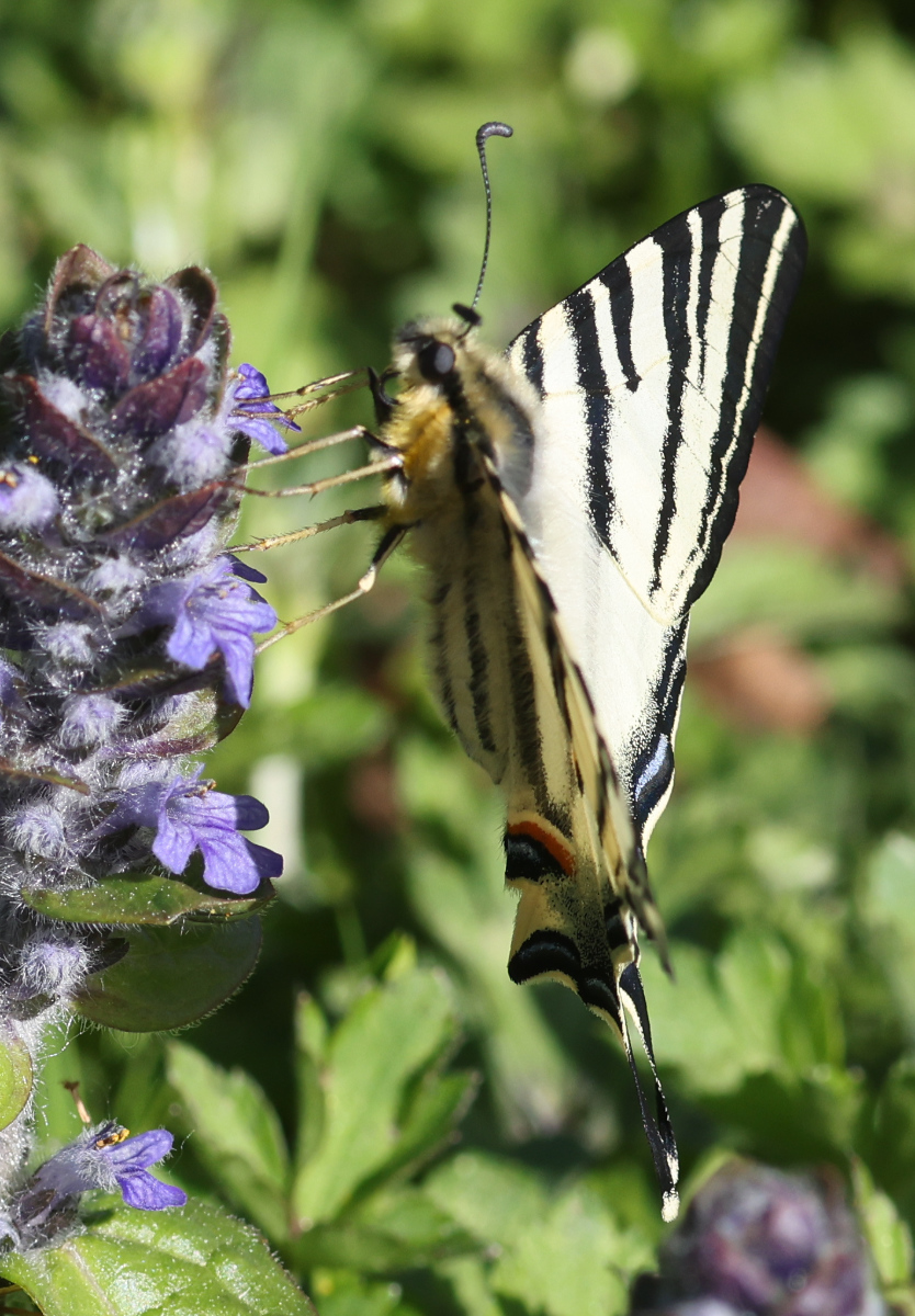 Iphiclides podalirius