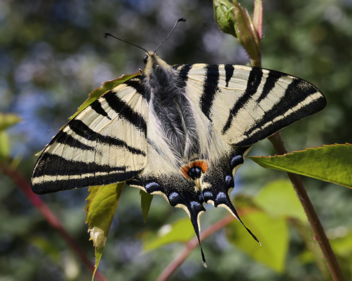 Iphiclides podalirius