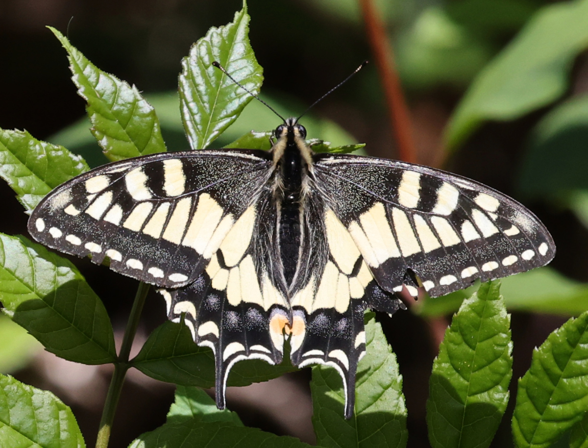 Papilio machaon