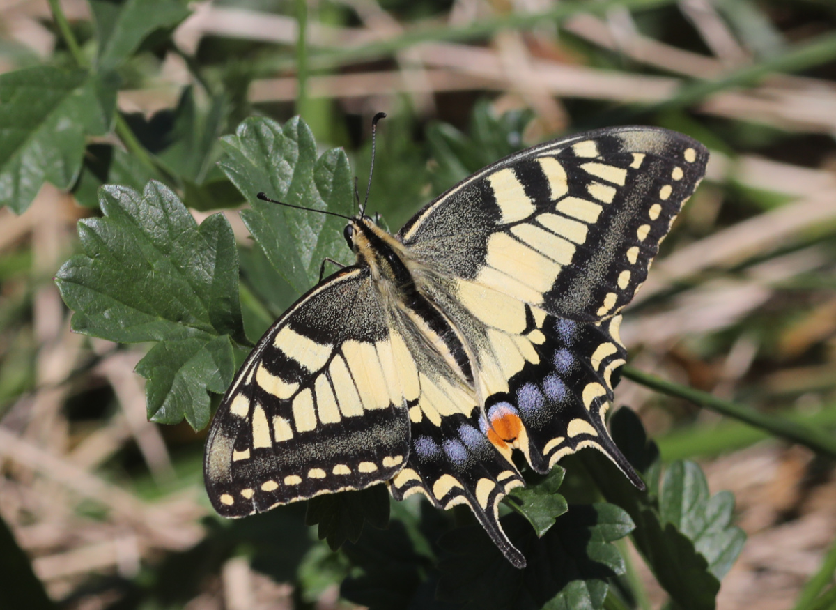 Papilio machaon