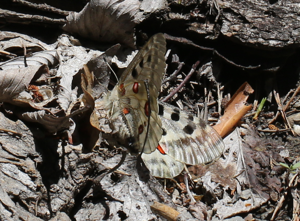 Parnassius apollo