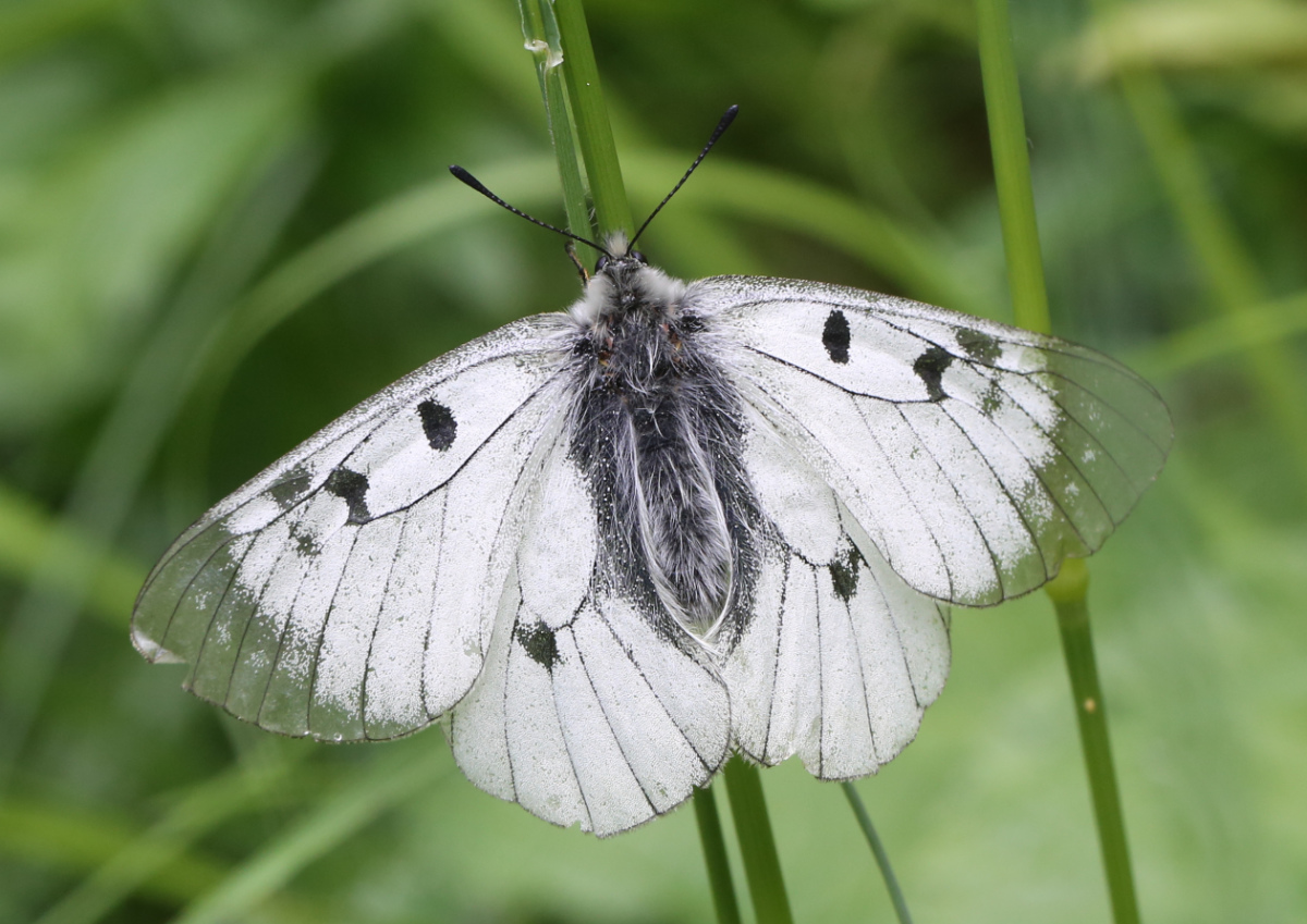 Parnassius turatii