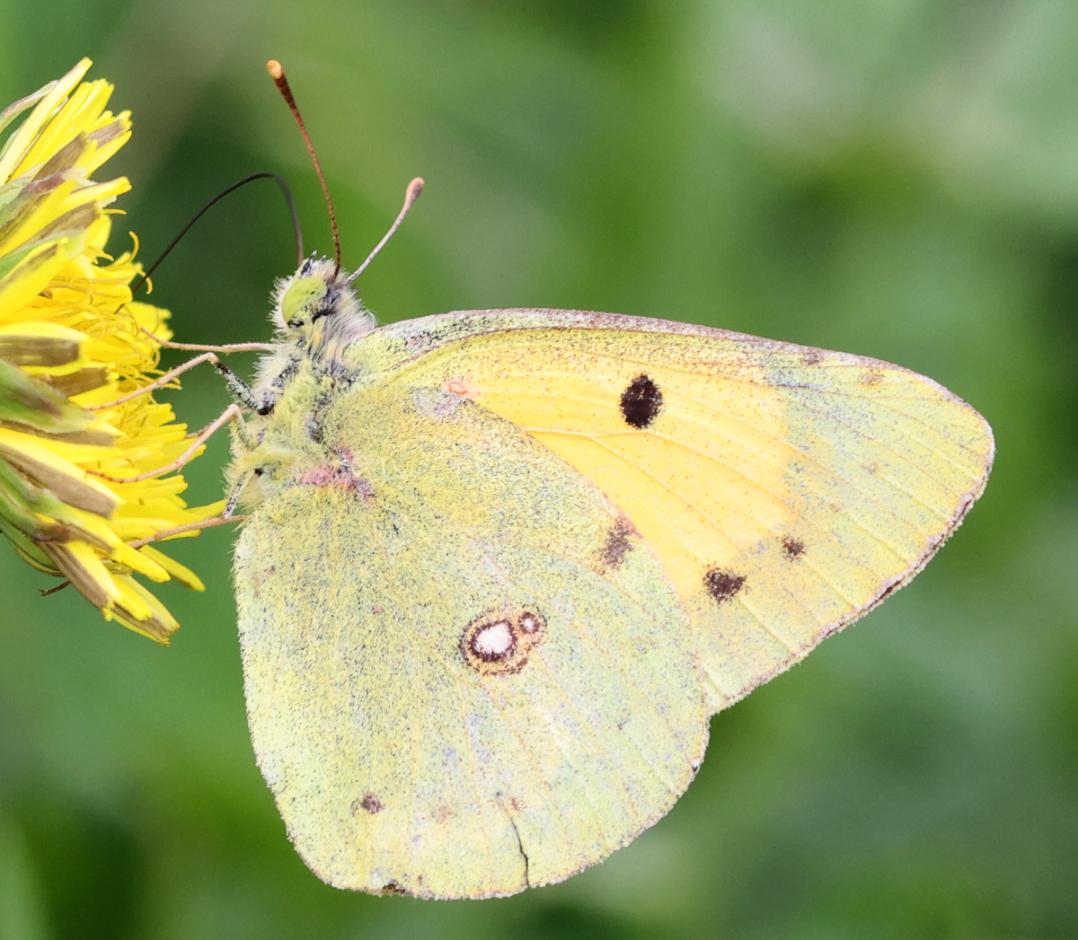Colias crocea