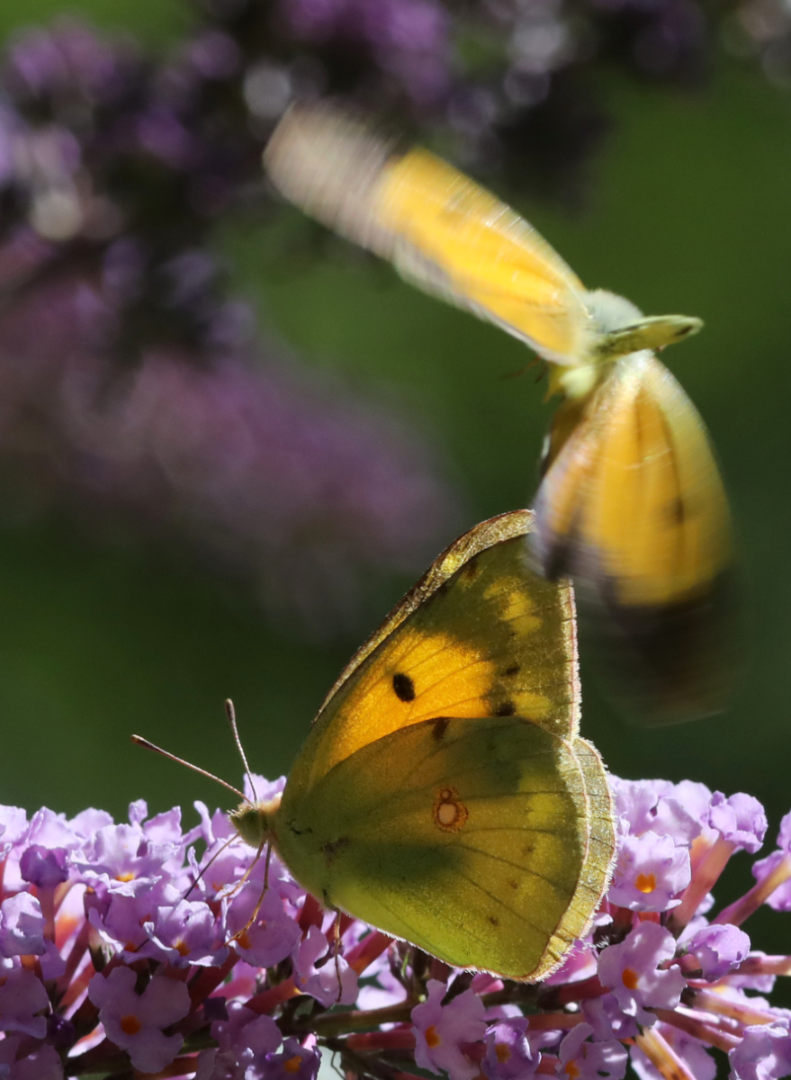 Colias crocea