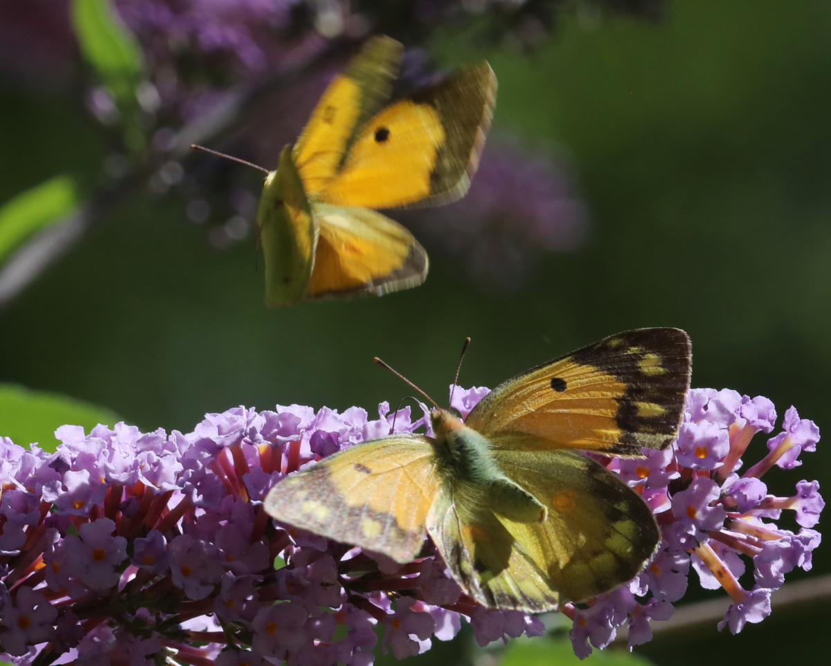 Colias crocea