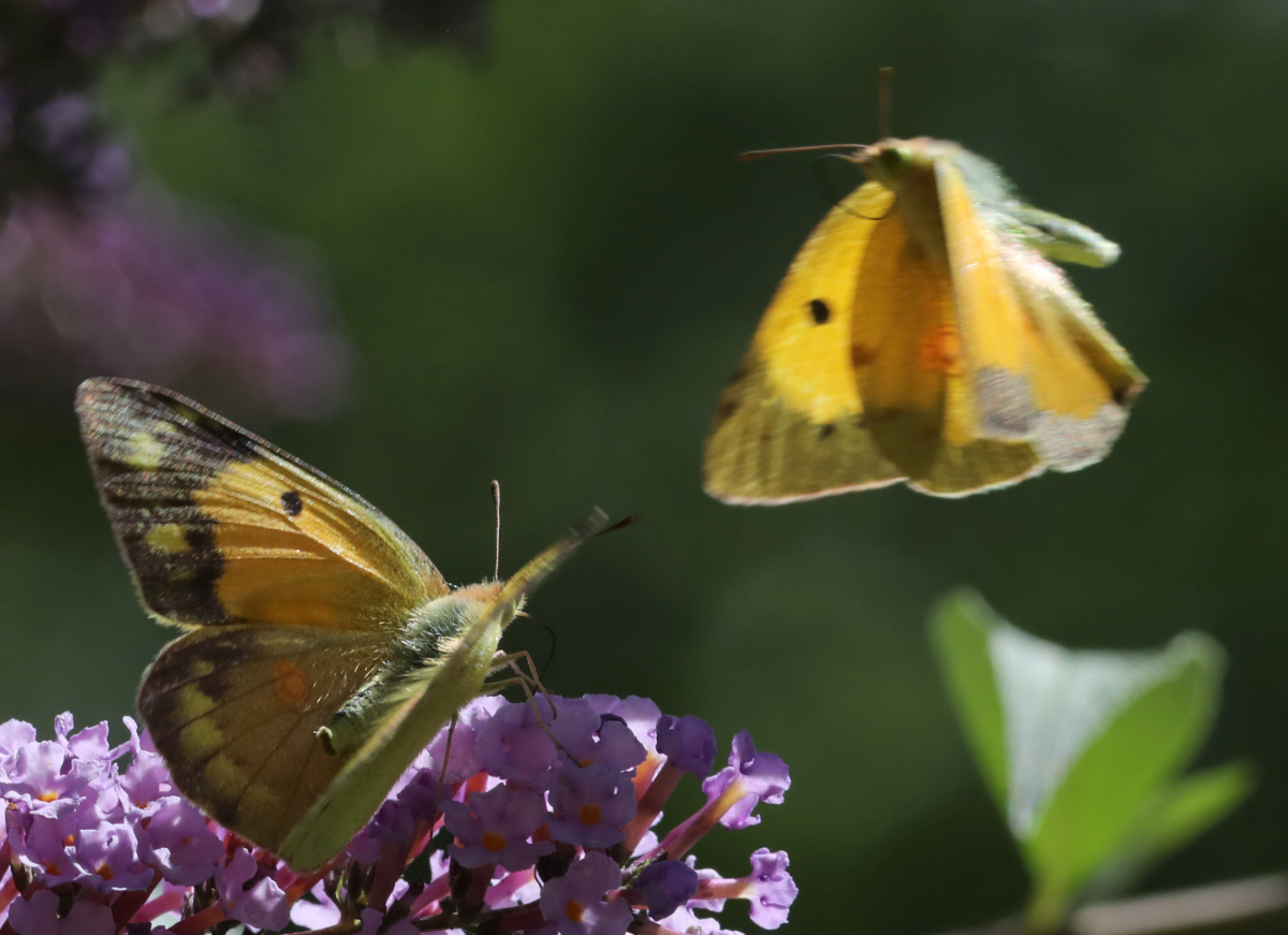 Colias crocea