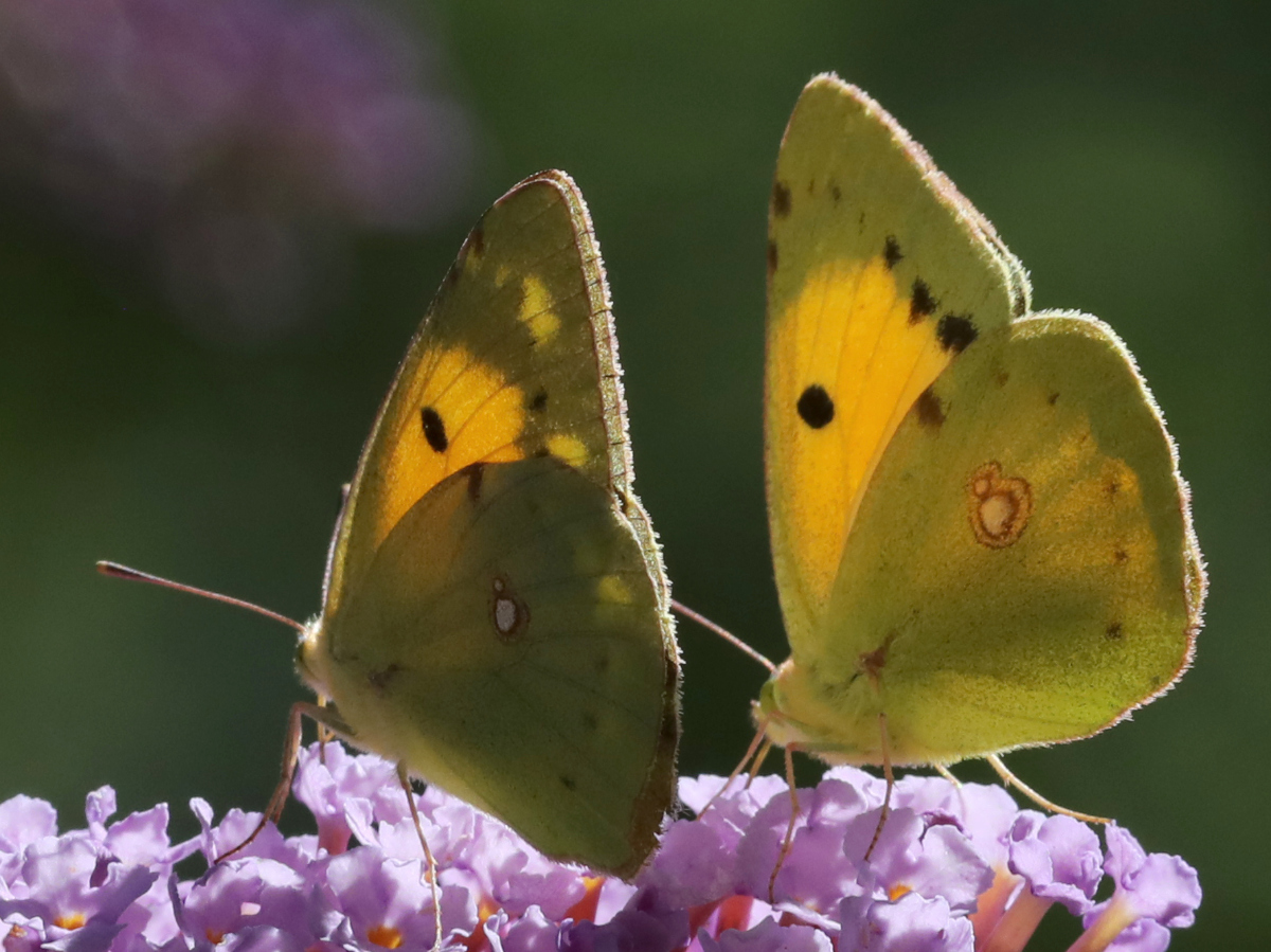 Colias crocea