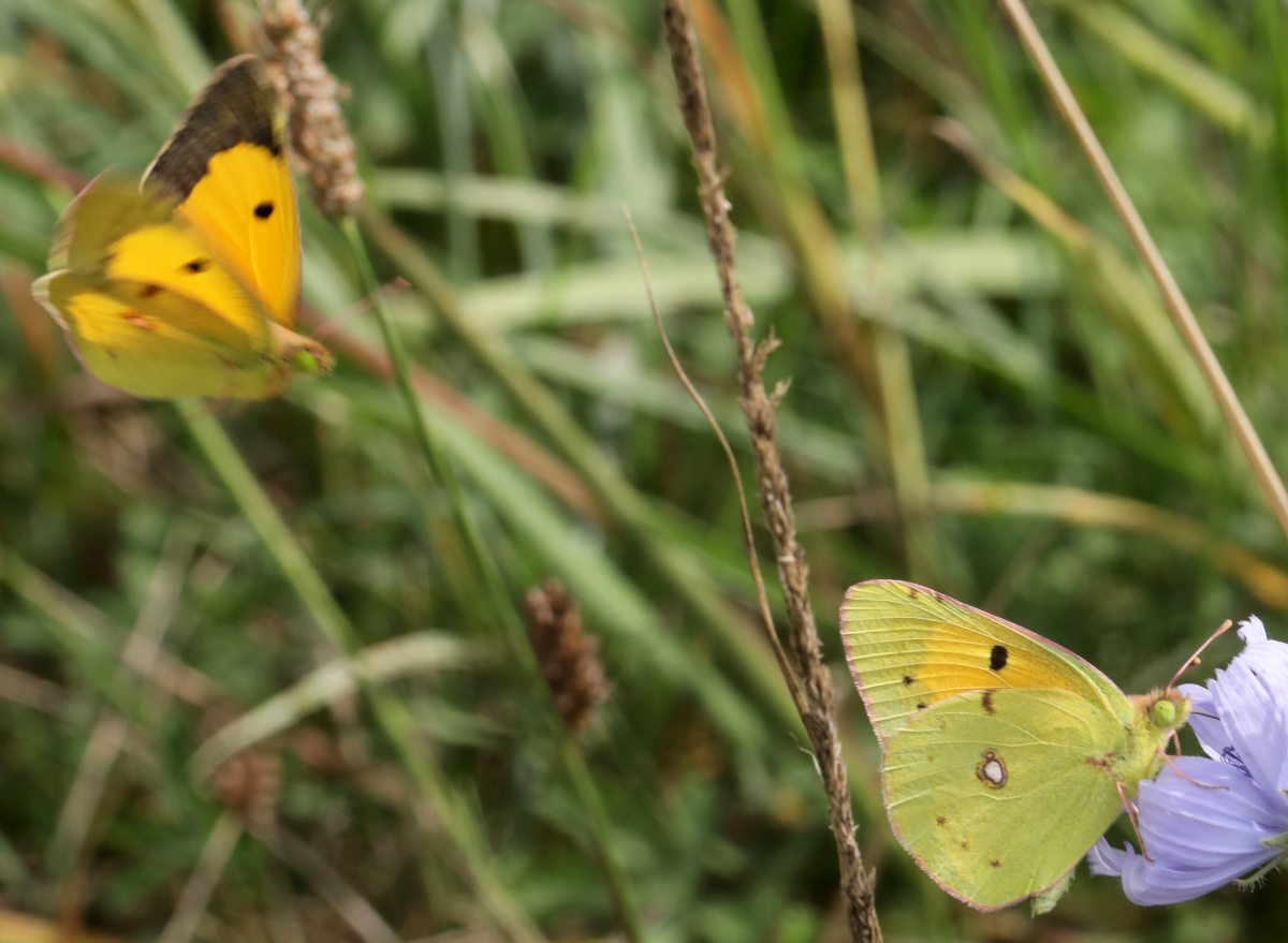 Colias crocea