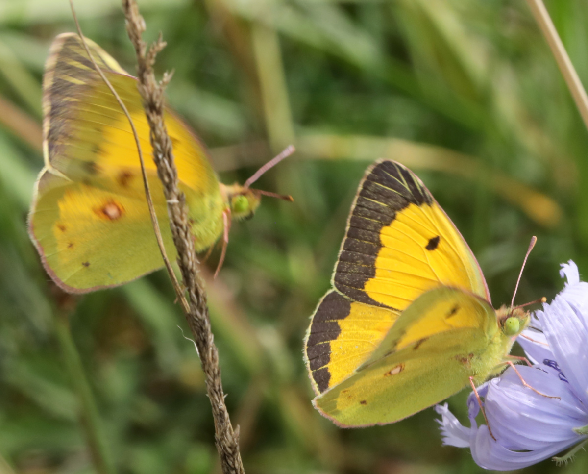 Colias crocea