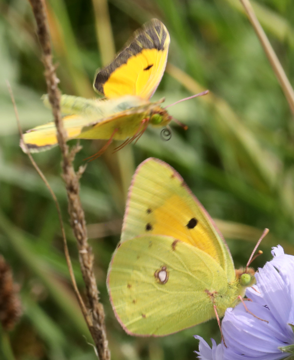 Colias crocea