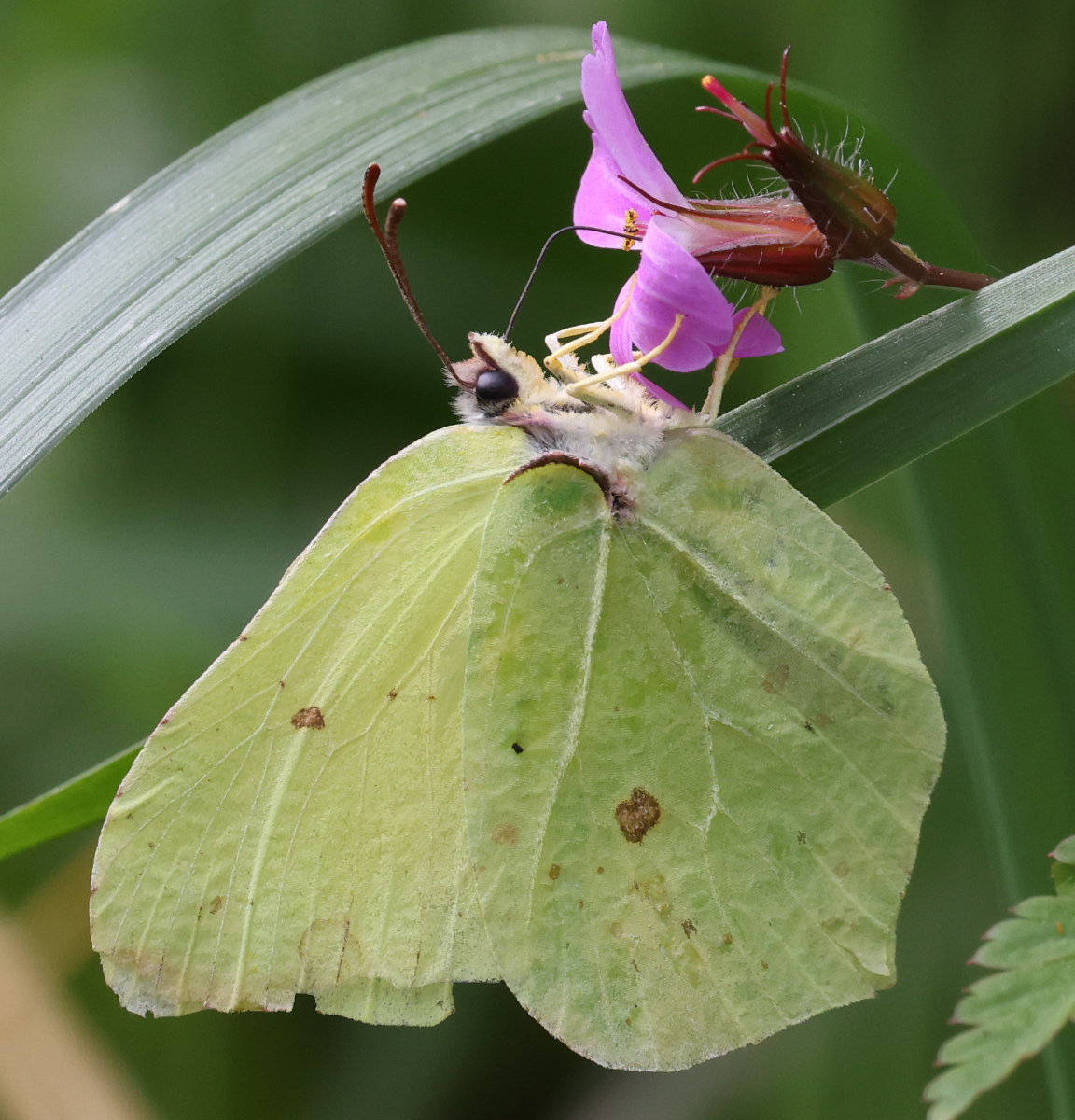 Gonepteryx rhamni