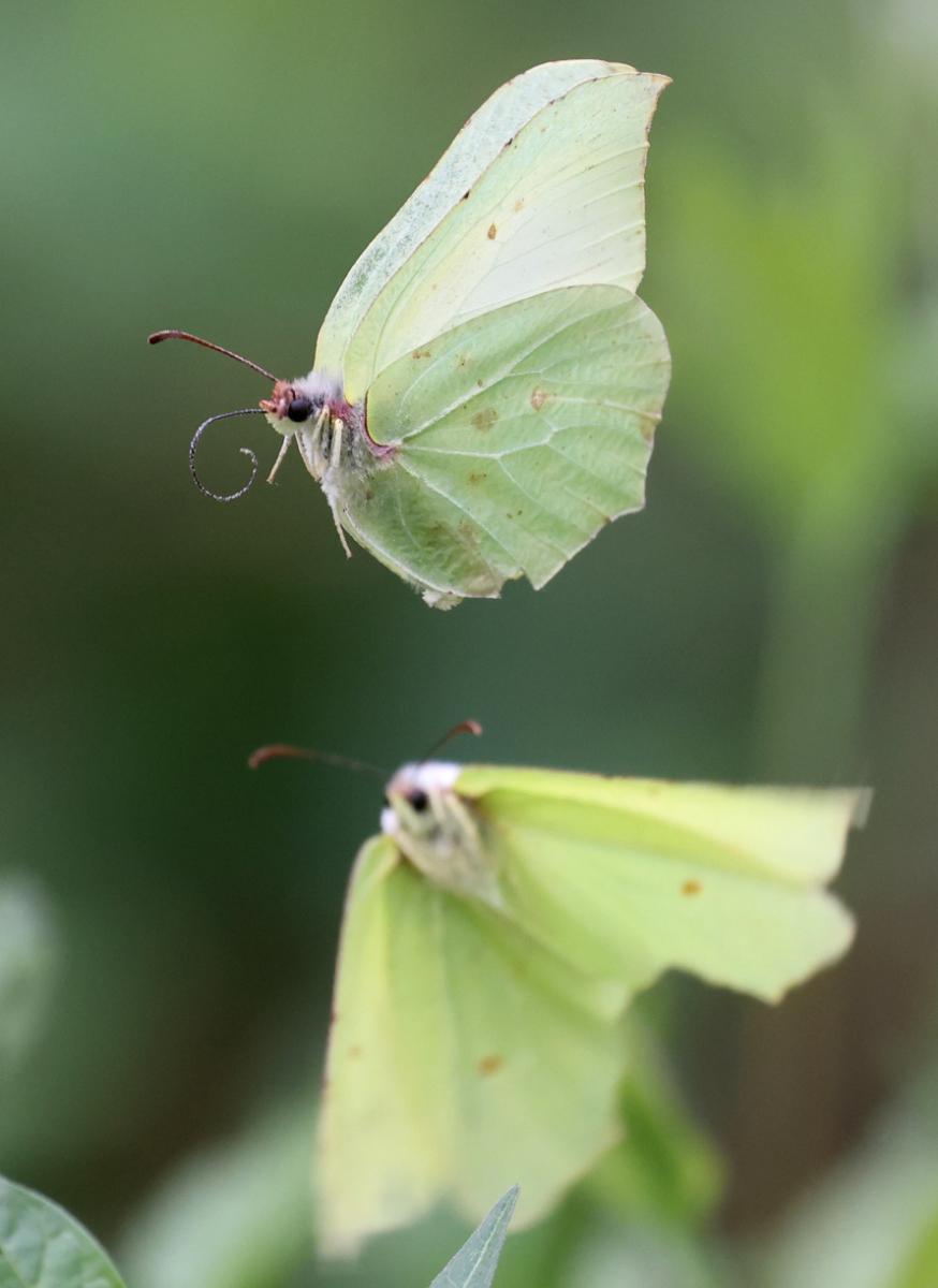 Gonepteryx rhamni