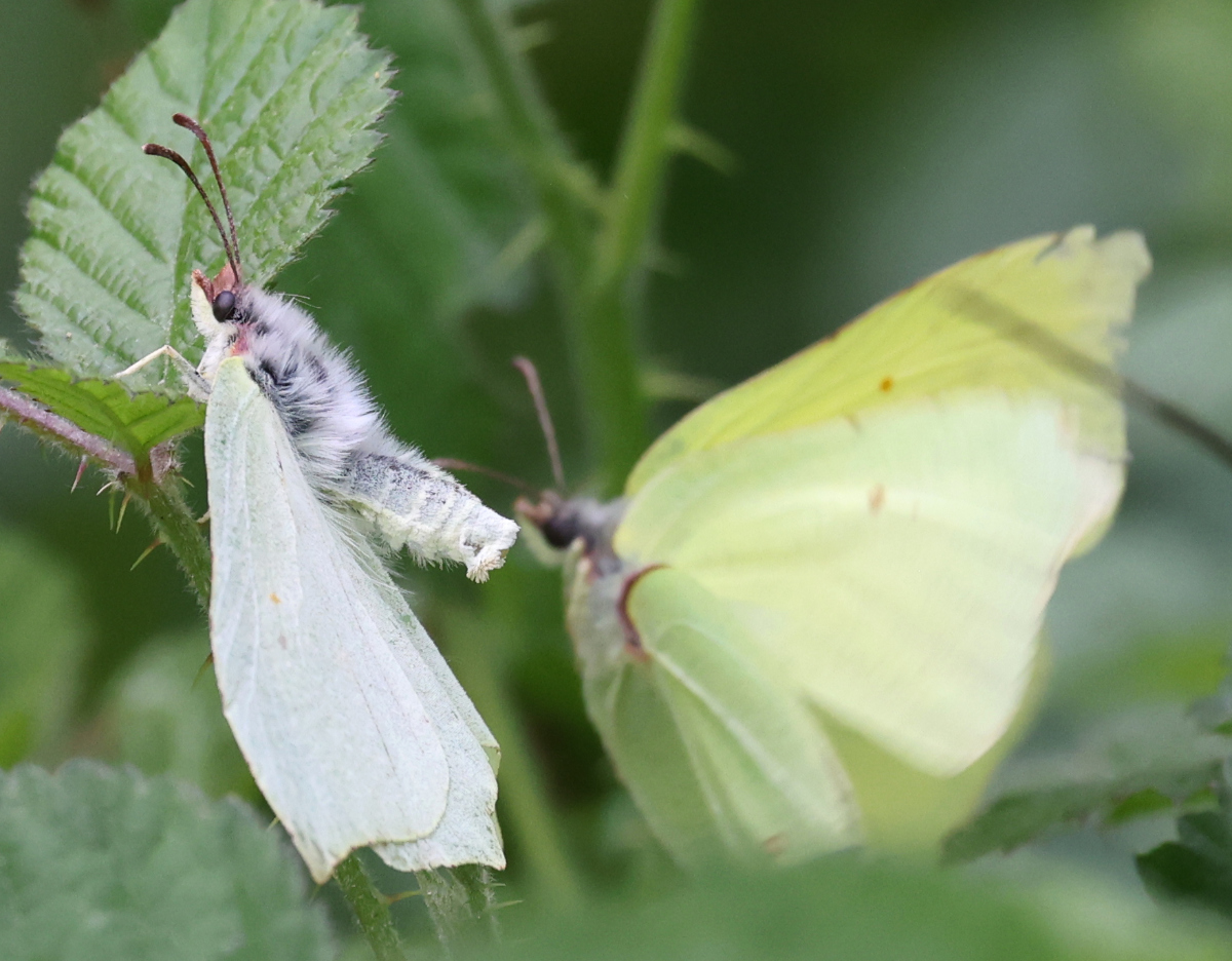 Gonepteryx rhamni
