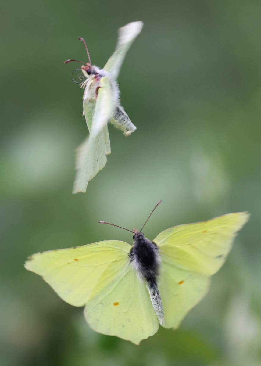 Gonepteryx rhamni
