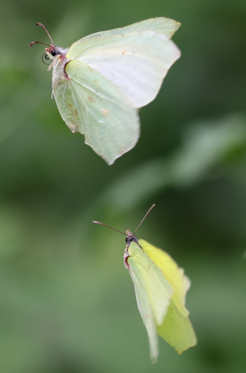 Gonepteryx rhamni