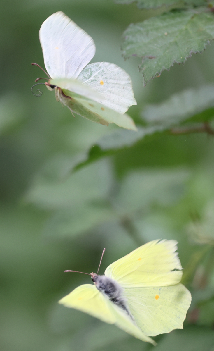 Gonepteryx rhamni