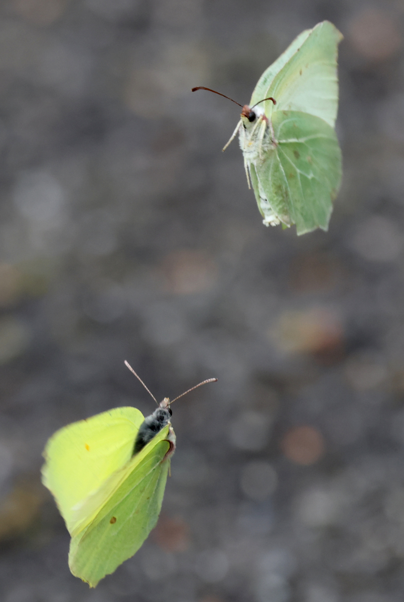Gonepteryx rhamni
