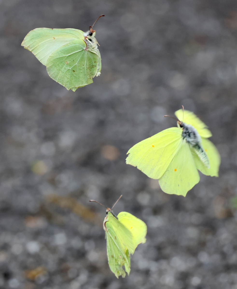 Gonepteryx rhamni