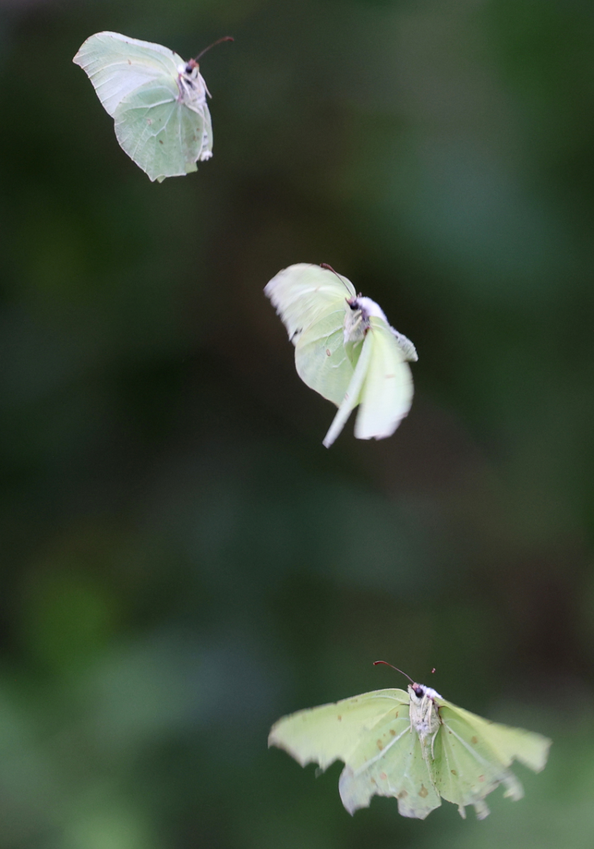 Gonepteryx rhamni