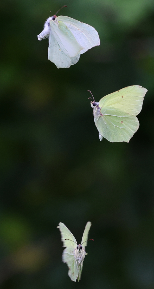 Gonepteryx rhamni