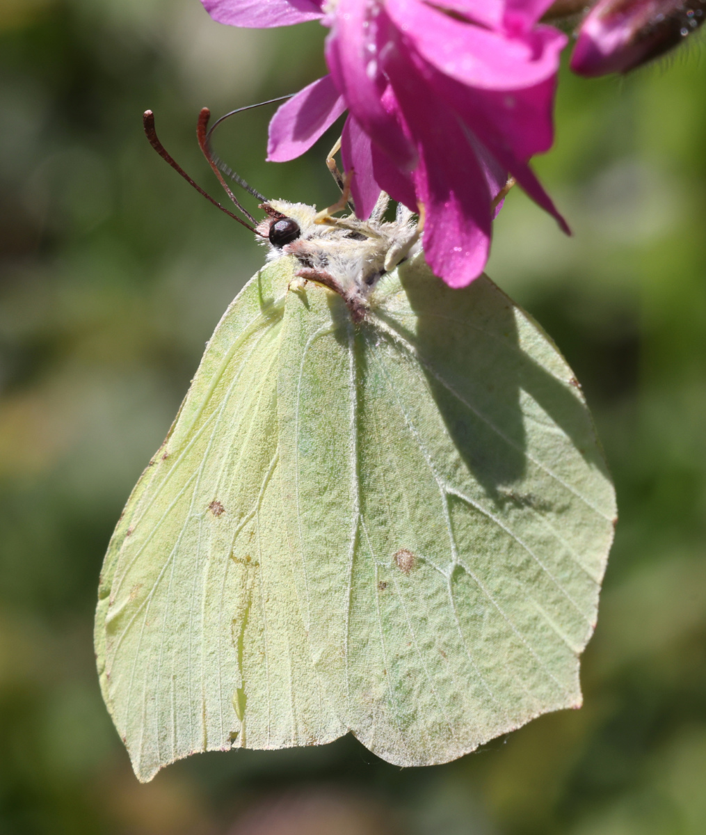 Gonepteryx rhamni