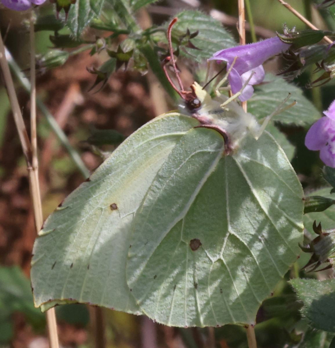 Gonepteryx rhamni