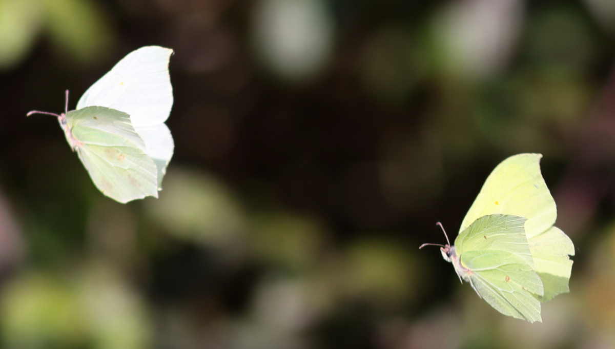 Gonepteryx rhamni