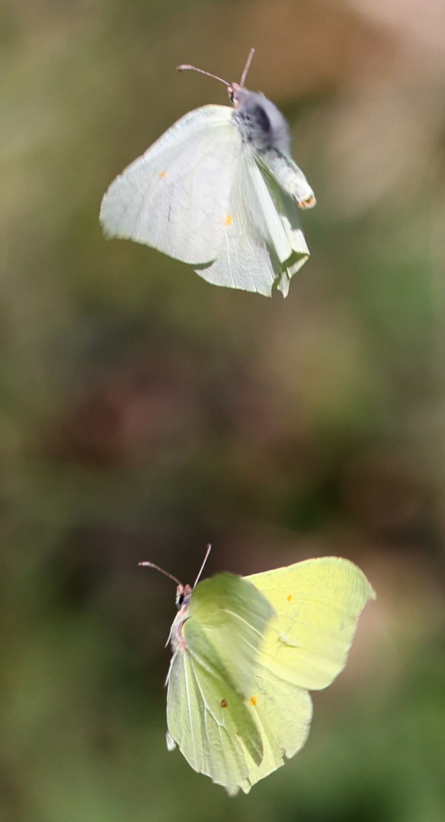 Gonepteryx rhamni