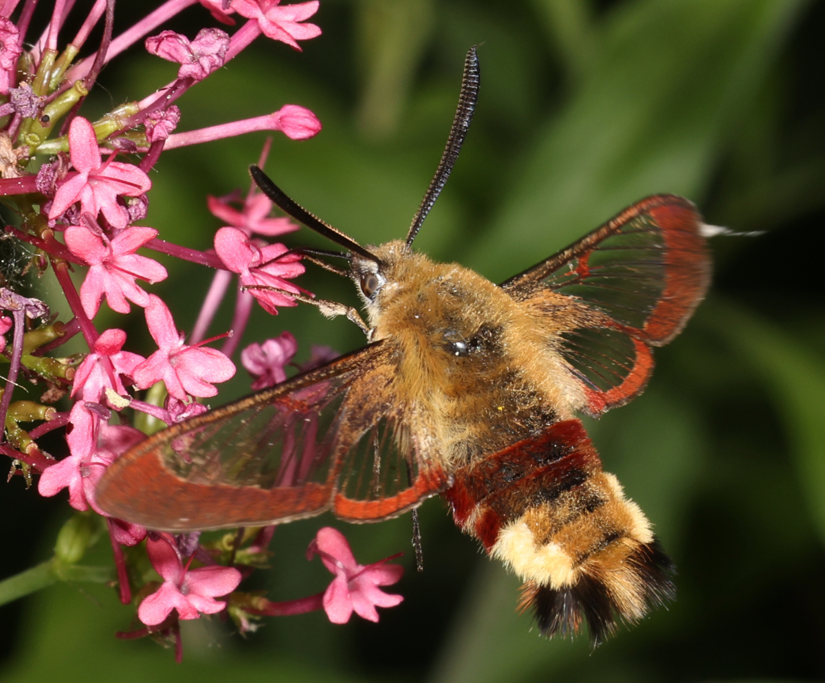 Hemaris fuciformis