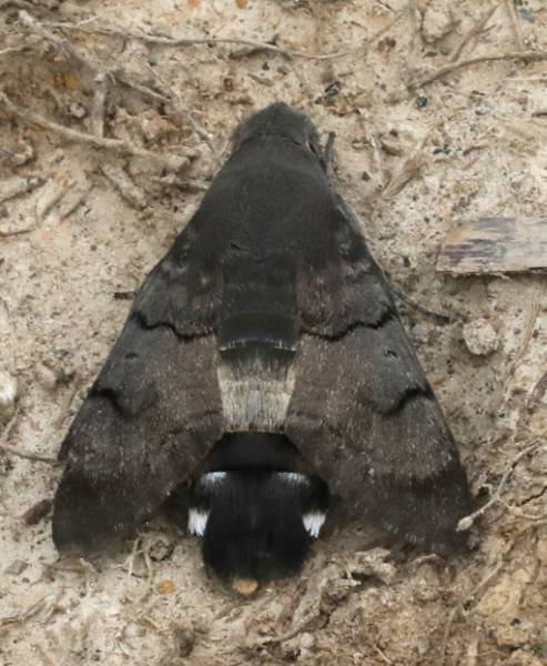 Macroglossum stellatarum