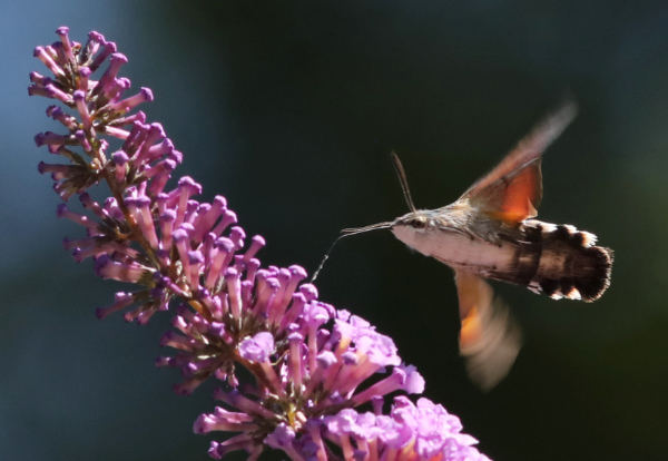 Macroglossum stellatarum