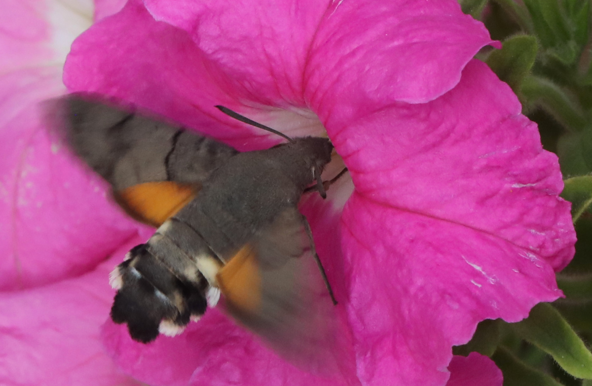 Macroglossum stellatarum