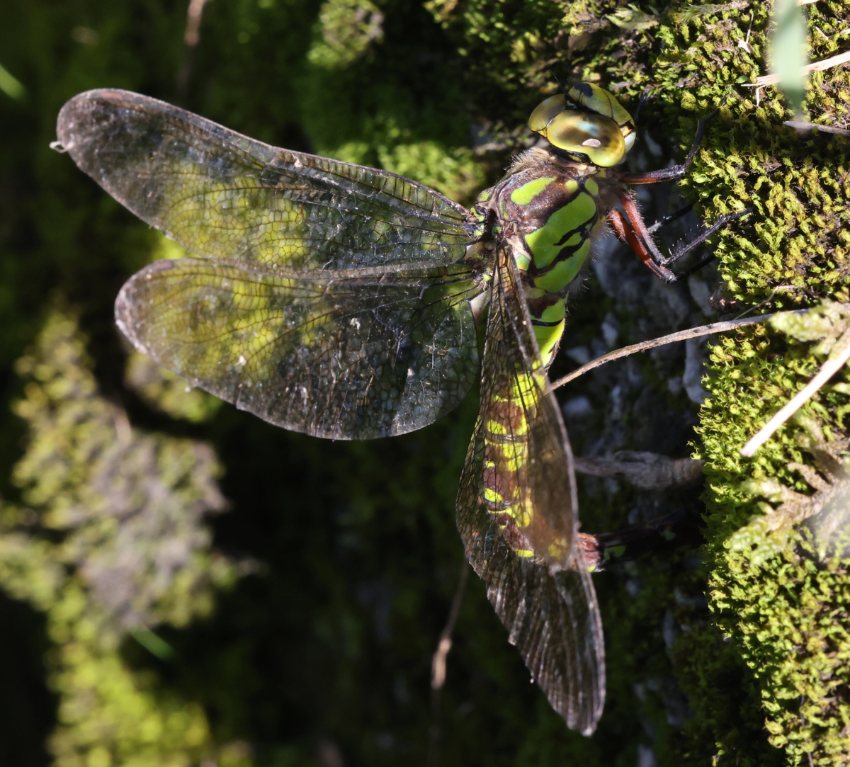 Aeshna cyanea