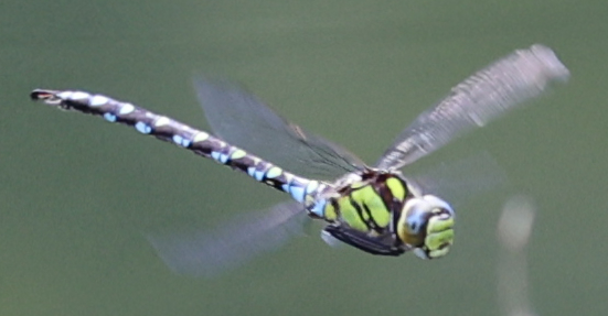 Aeshna cyanea