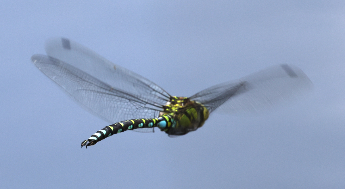 Aeshna cyanea