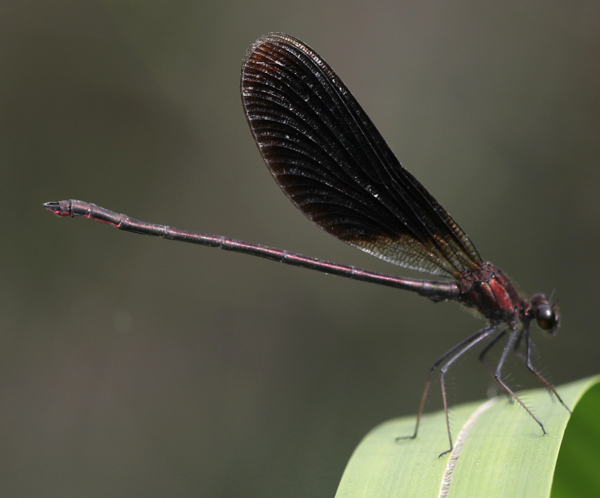 Calopteryx haemorrhoidalis