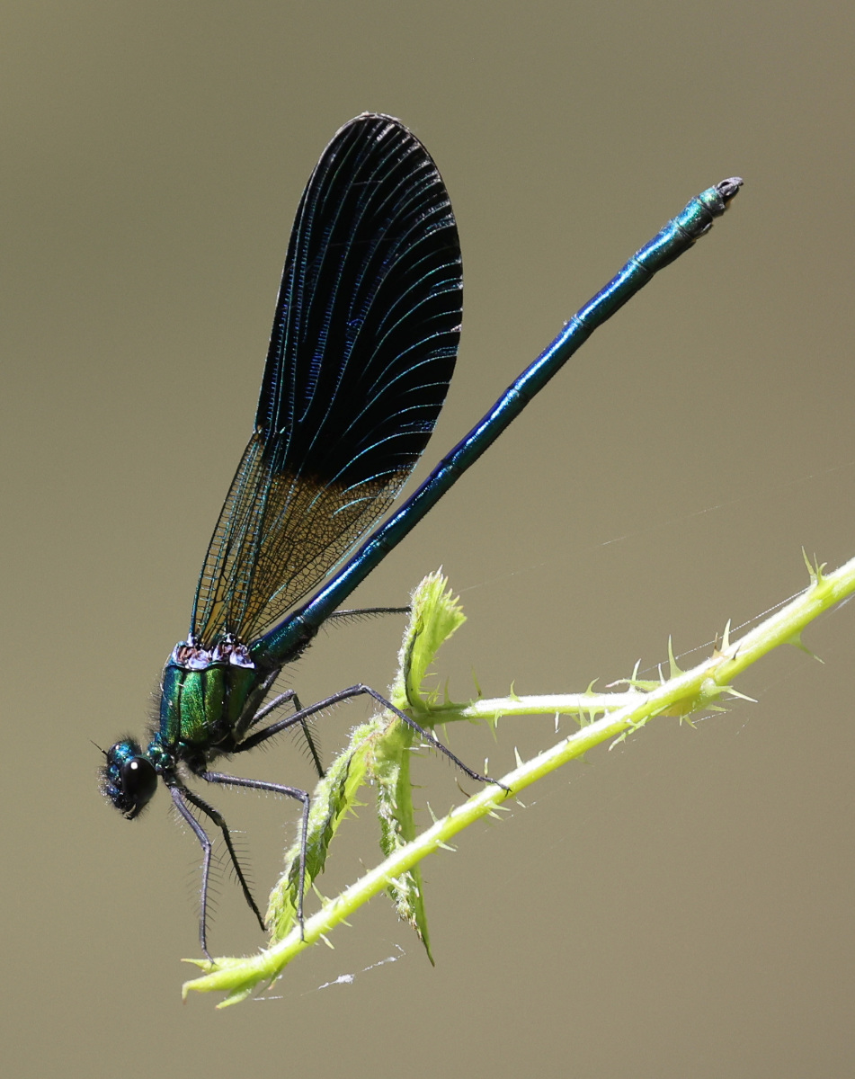 Calopteryx xanthostoma