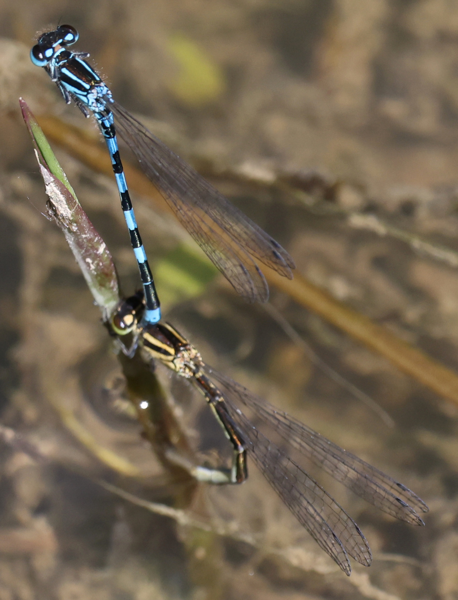 Coenagrion mercuriale