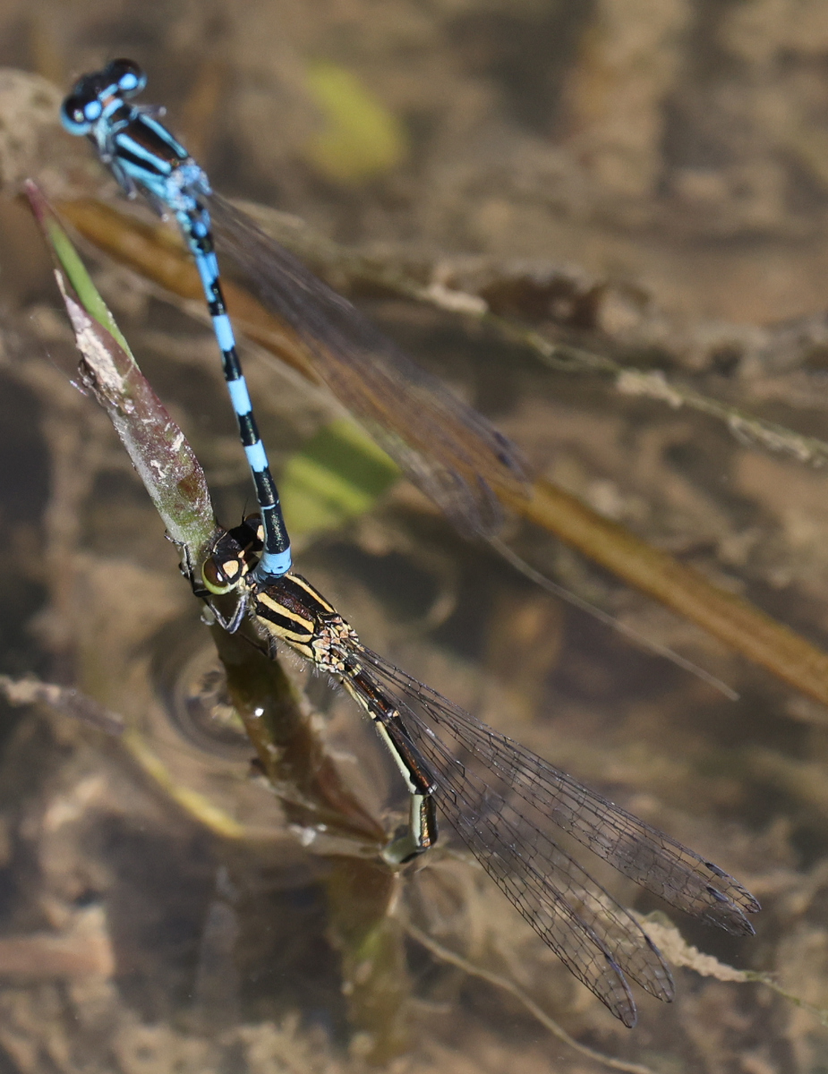 Coenagrion mercuriale