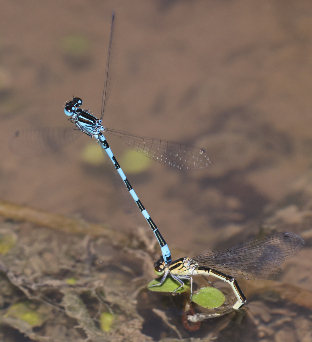Coenagrion mercuriale