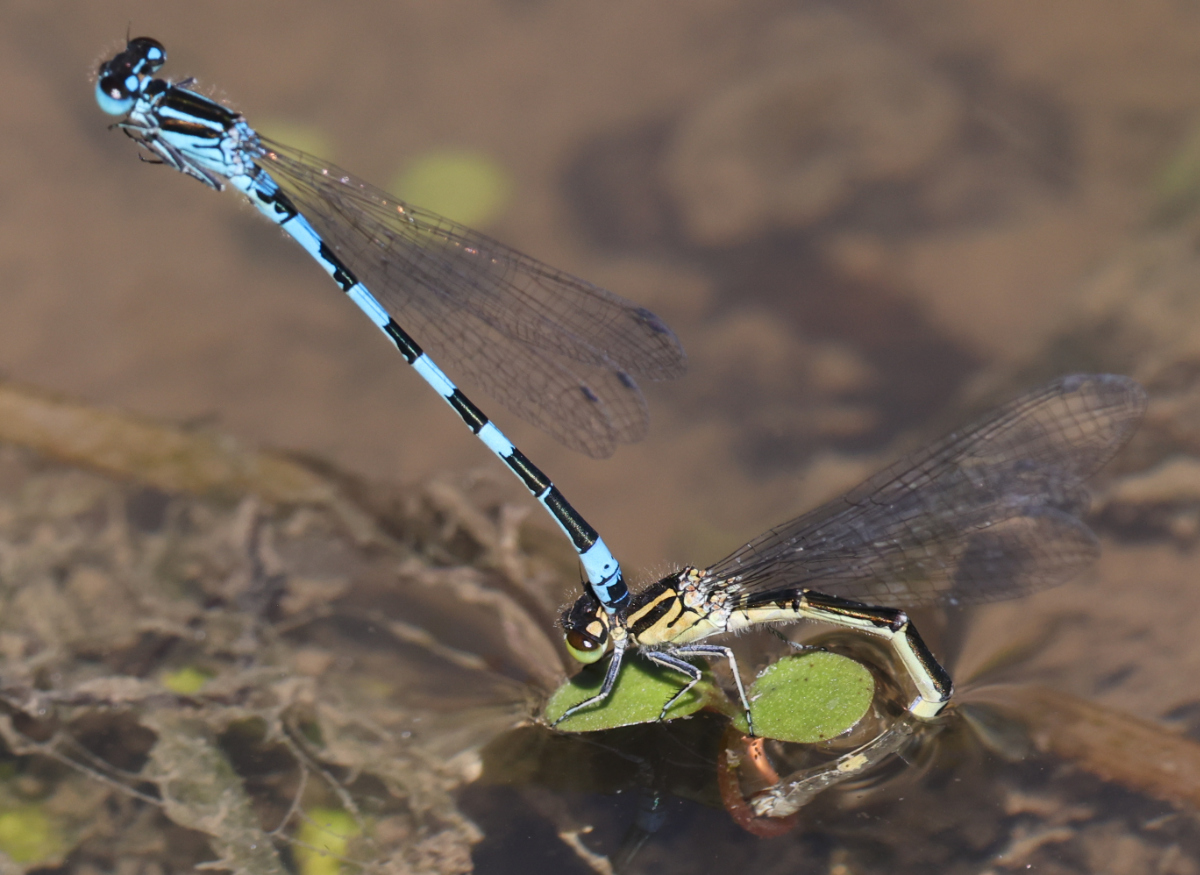 Coenagrion mercuriale