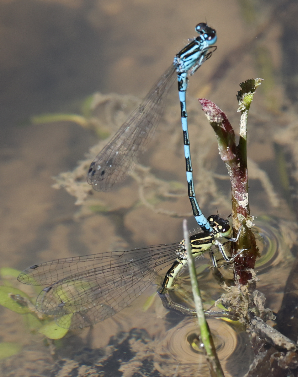 Coenagrion mercuriale