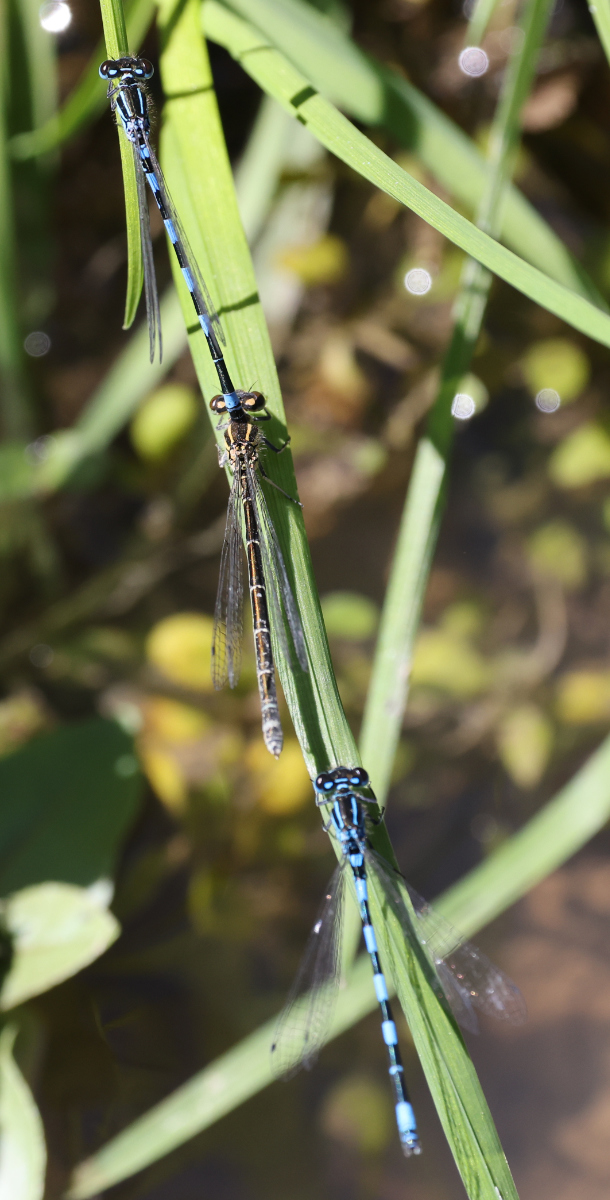 Coenagrion mercuriale