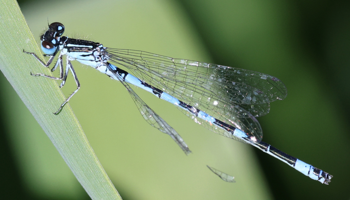 Coenagrion mercuriale