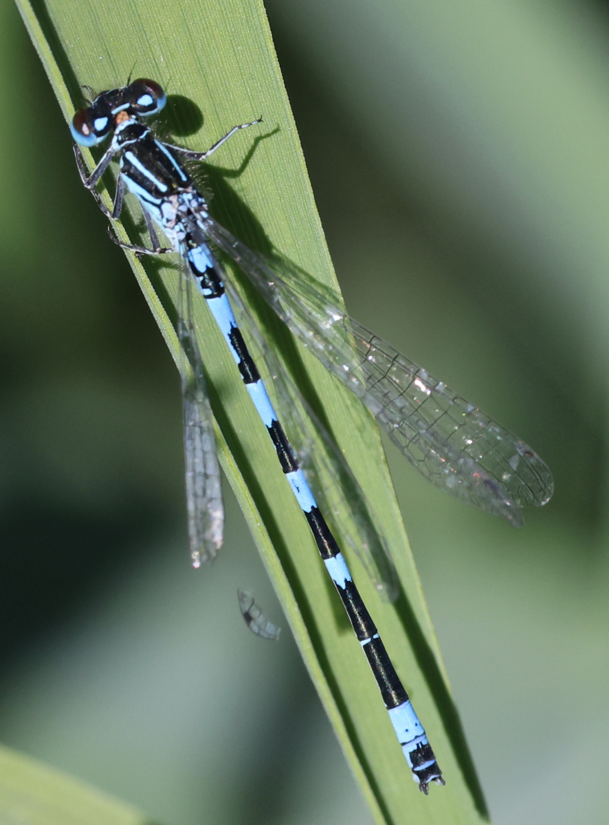 Coenagrion mercuriale