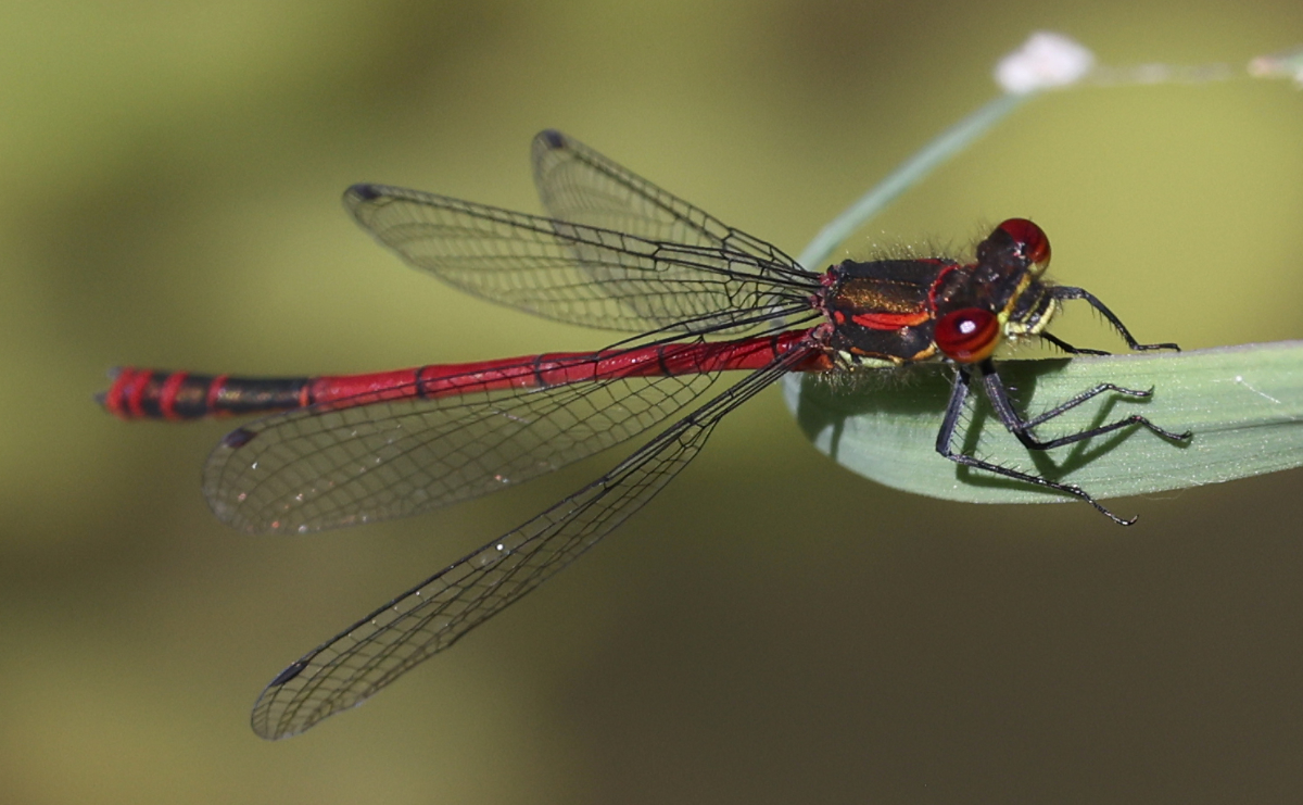 Pyrrhosoma nymphula